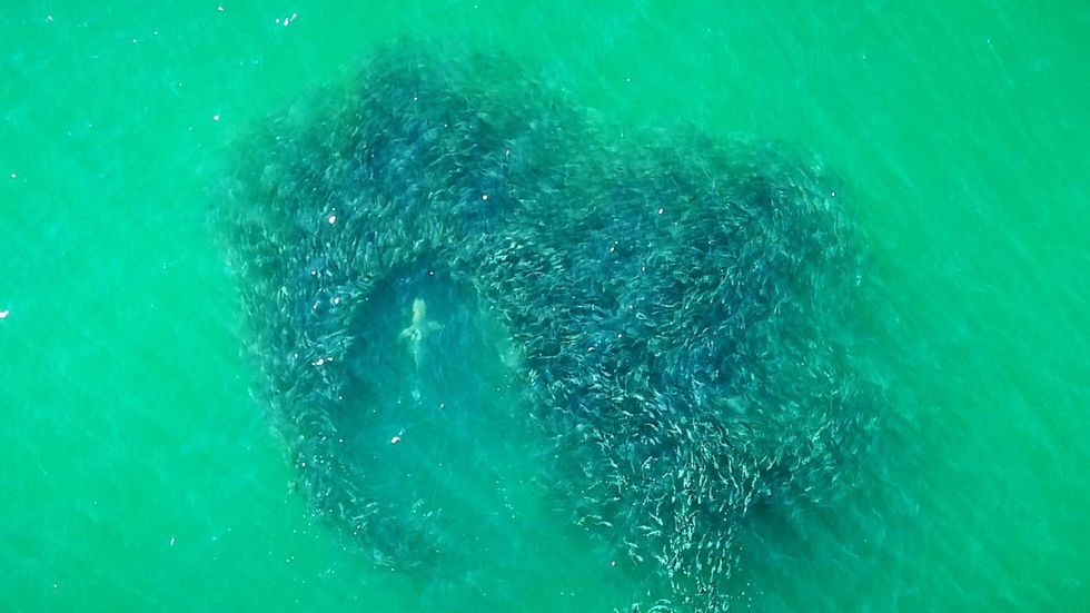 New York State Park Police officers are using drones to monitor for sharks off the coast of Long Island, New York, like this one spotted in 2022.