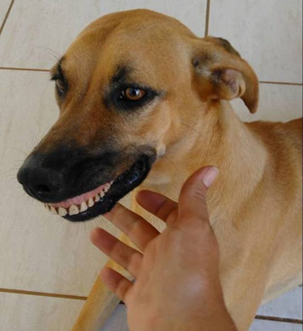 Nuk ndalon së qeshuri dhe refuzon ti largoje dhembet qe i gjeti ne oborr foto 2