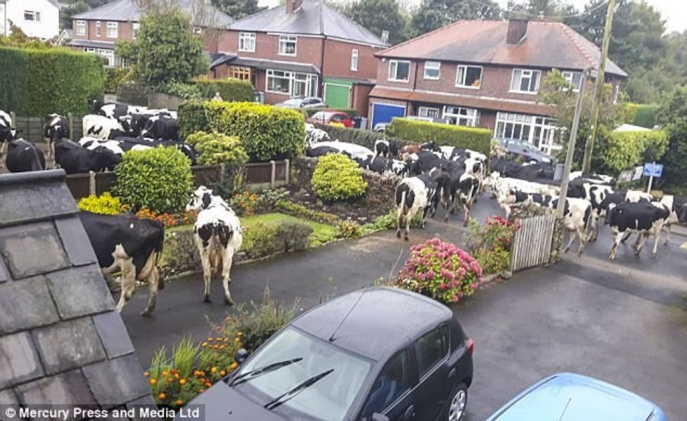 Oborri i mbushet papritmas me 40 lopë foto 2