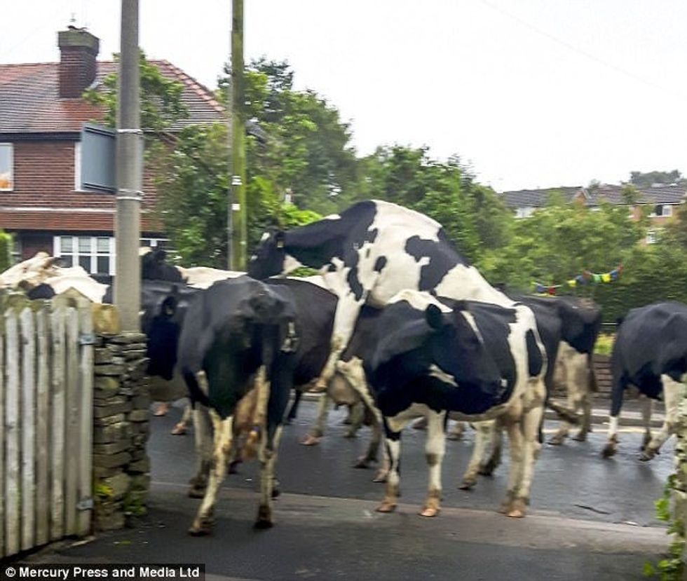 Oborri i mbushet papritmas me 40 lopë foto 3
