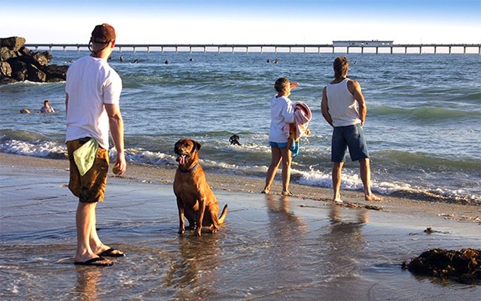 Ocean-Beach-Dog-Beach-2-Courtesy-Joanne-DiBona-SanDiego