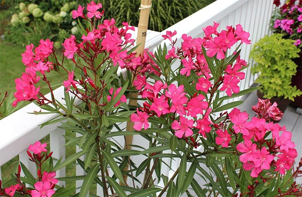 oleander