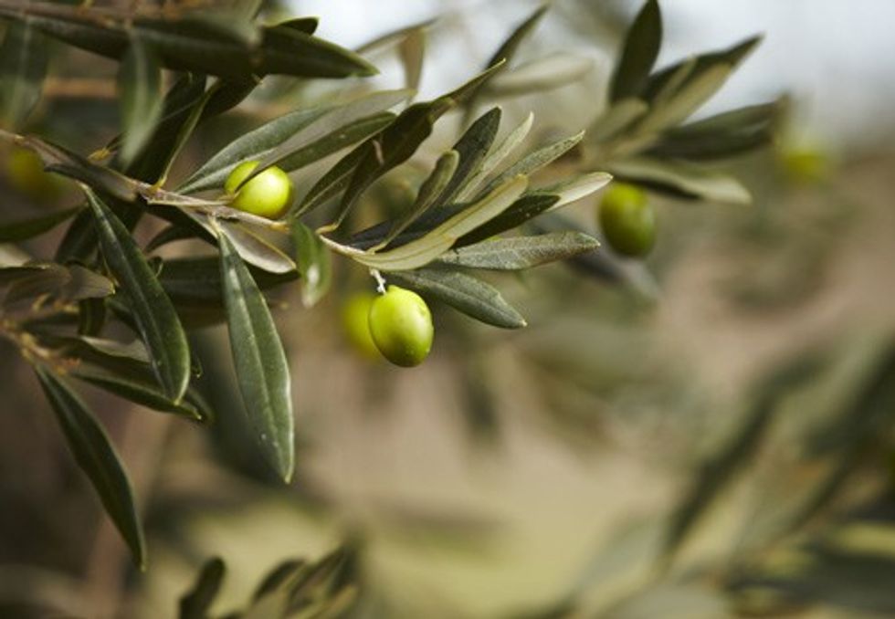 olives grece 1