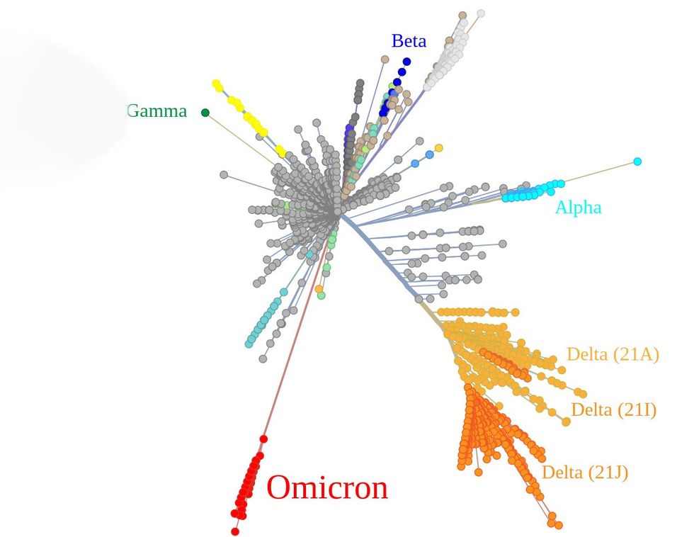 Omicron SARS CoV 2 radial distance tree 2021 Dec 01