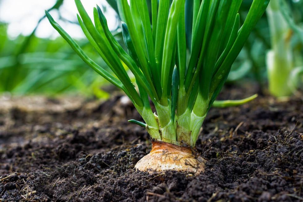 onion growing from ground