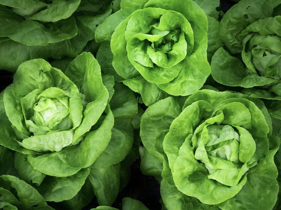 opt aboutcom coeus resources content migration treehugger images 2018 07 fullsizeoutput 1fd3 af27ba9b909b42e684097436d899a6b2