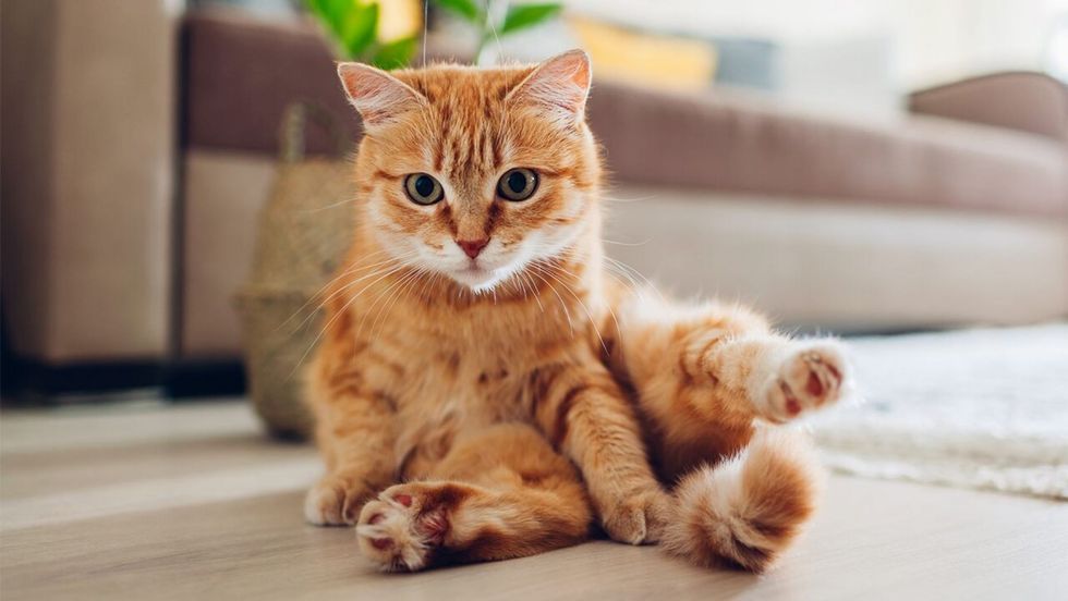 Orange Cat Indoors iStock