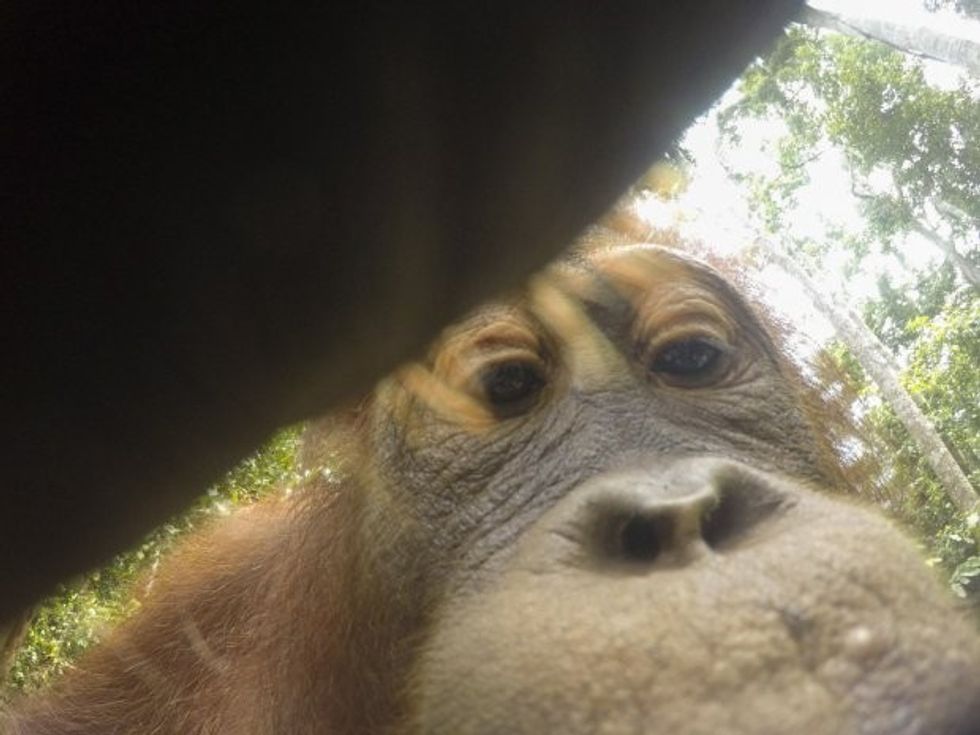 Orangutangu foto 2