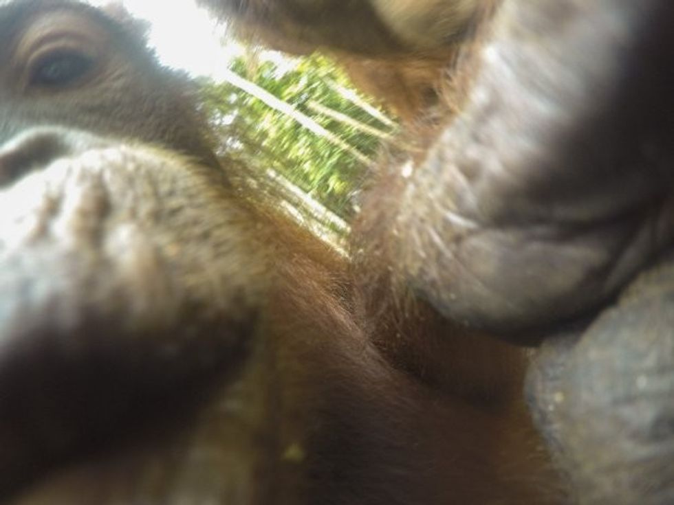 Orangutangu foto 4