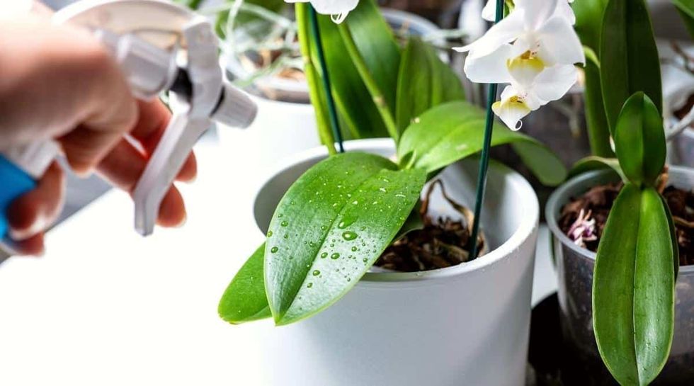 orchid watering