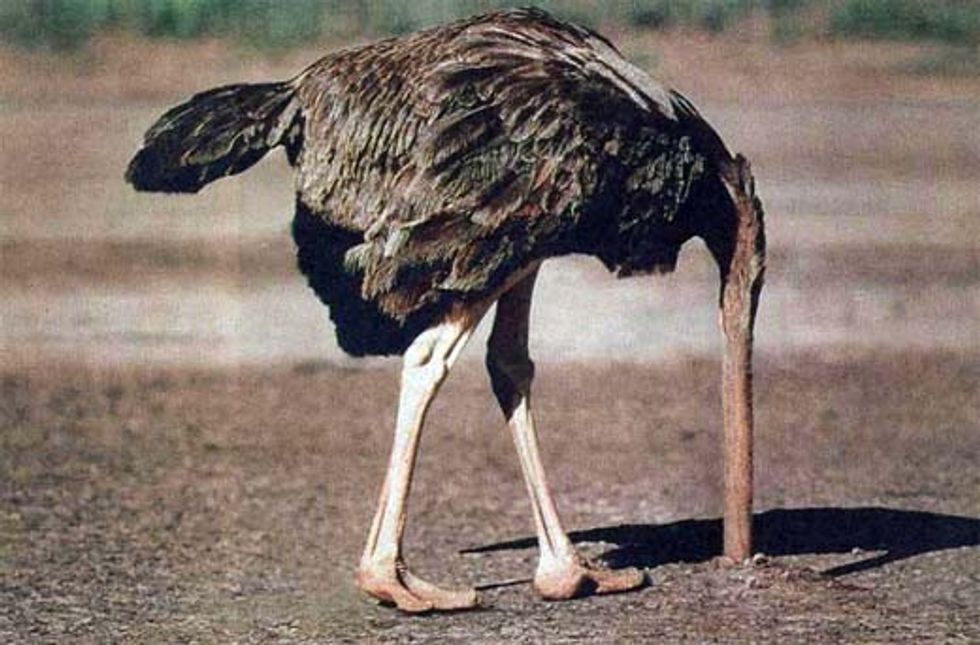 ostrich2