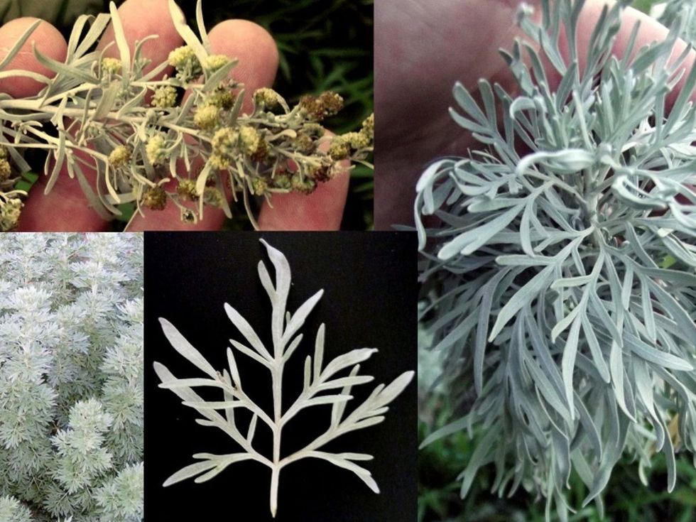 p 771 Absinthe Wormwood Artemisia Absinthium Herb Plant 1