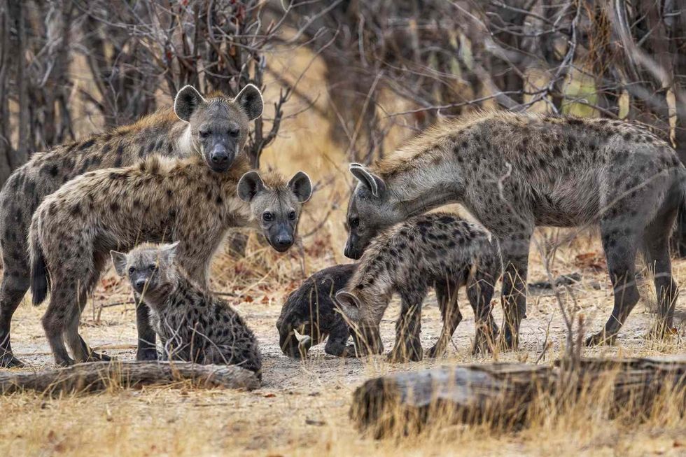pack of spotted hyenas crocuta cro