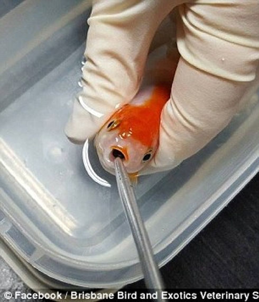 Pagoi afro 500 euro per te shpetuar peshkun qe kishte perpire nje gure foto 2