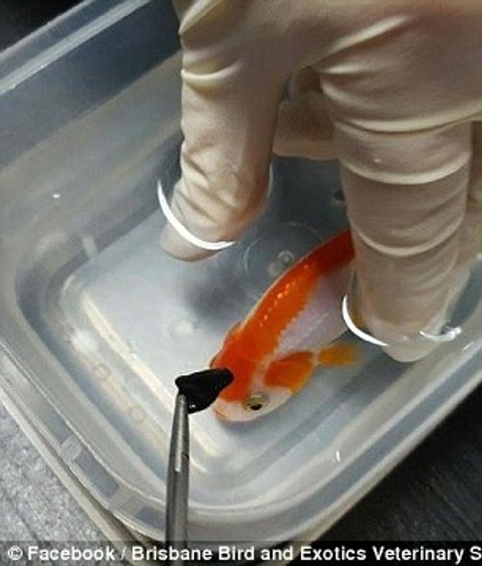 Pagoi afro 500 euro per te shpetuar peshkun qe kishte perpire nje gure foto 4