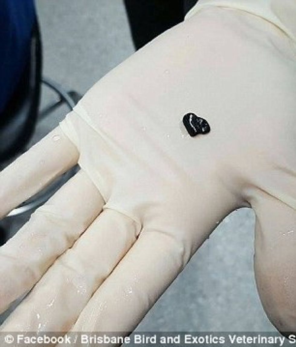 Pagoi afro 500 euro per te shpetuar peshkun qe kishte perpire nje gure foto 5