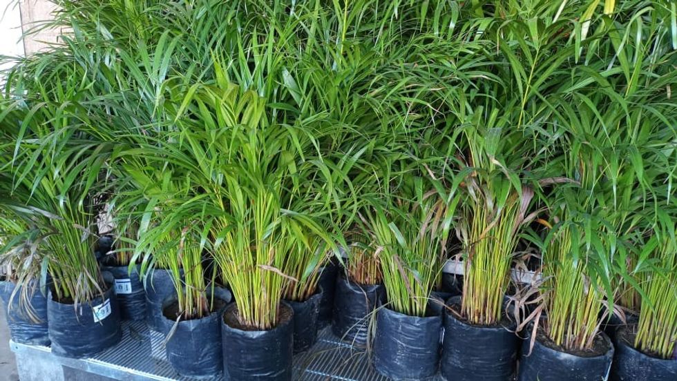 Palm plants at a market in Mexico
