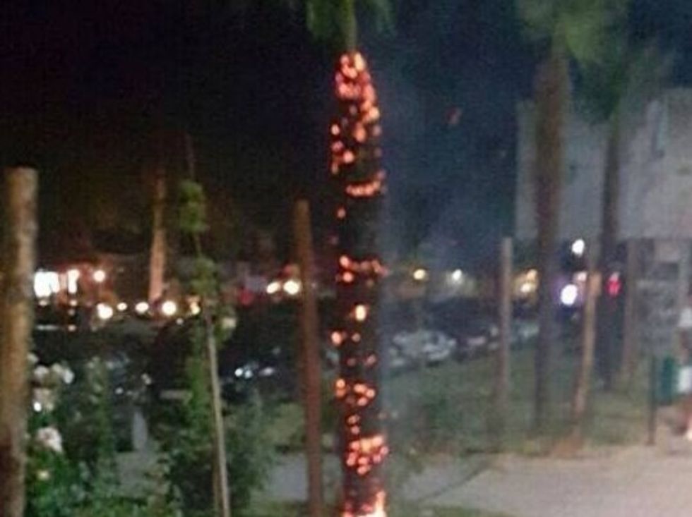 Palma e djegur ne Oher