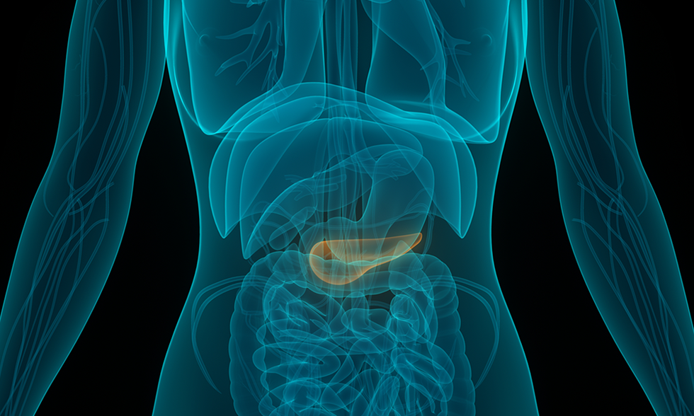 Pancreas Organ Illustrated Feature DTM