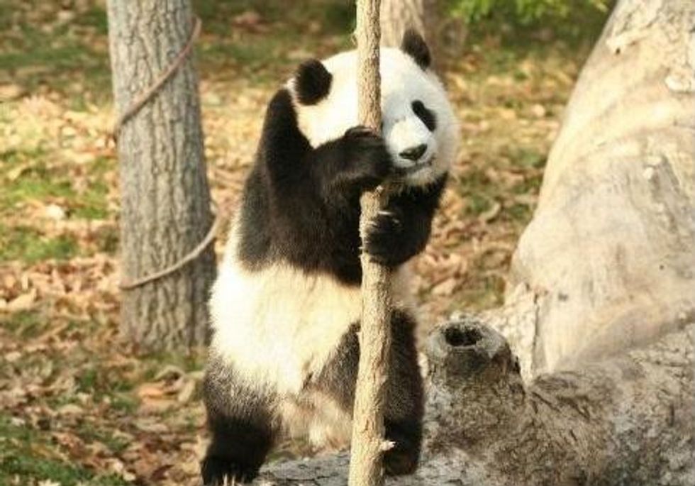 panda01