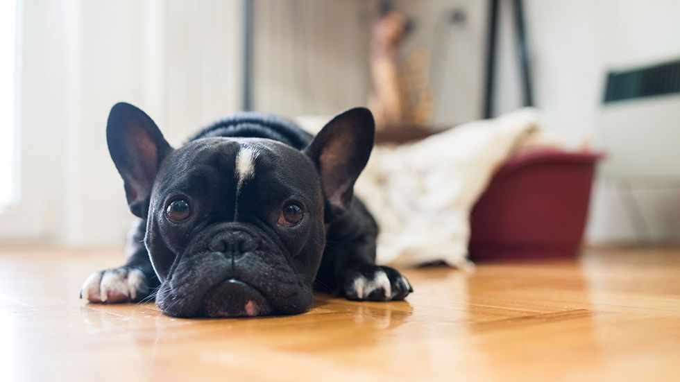 parasites in dogs sad dog