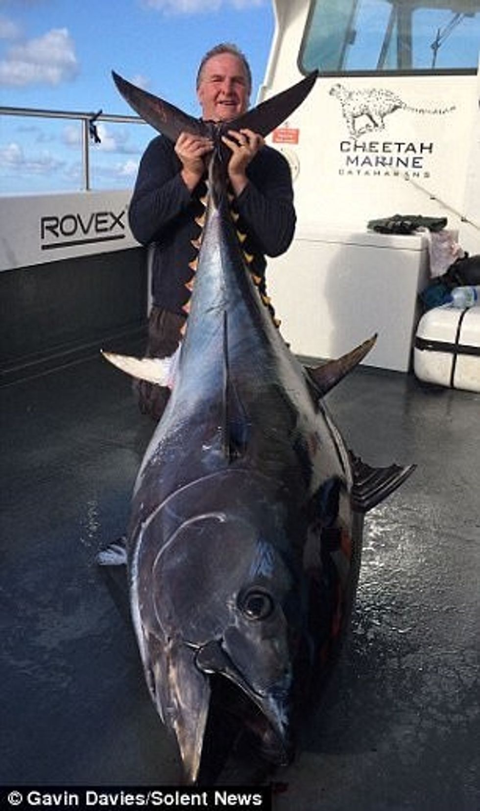 Pas dy orëve të mundimshme nxoren peshkun ton me peshe dhe permasa gjigante foto 2