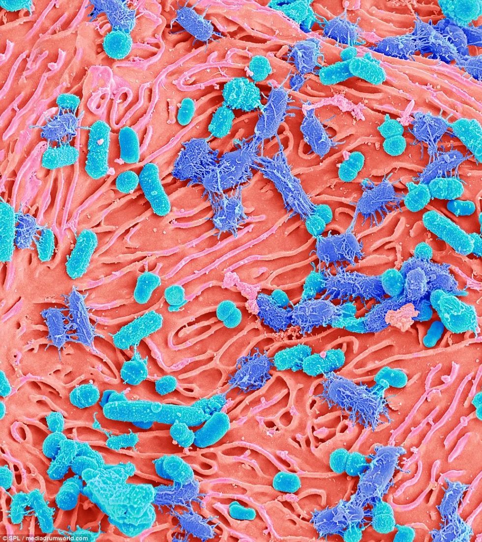 Pasi ti shihni keto fotografi me nuk do te flini pa i lare dhembet foto 6