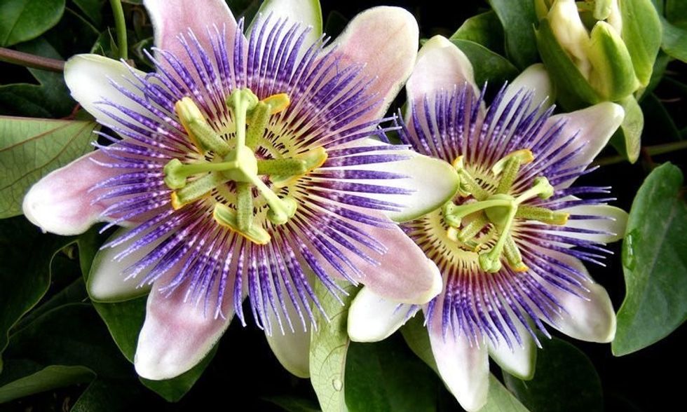 passionflower 1 1