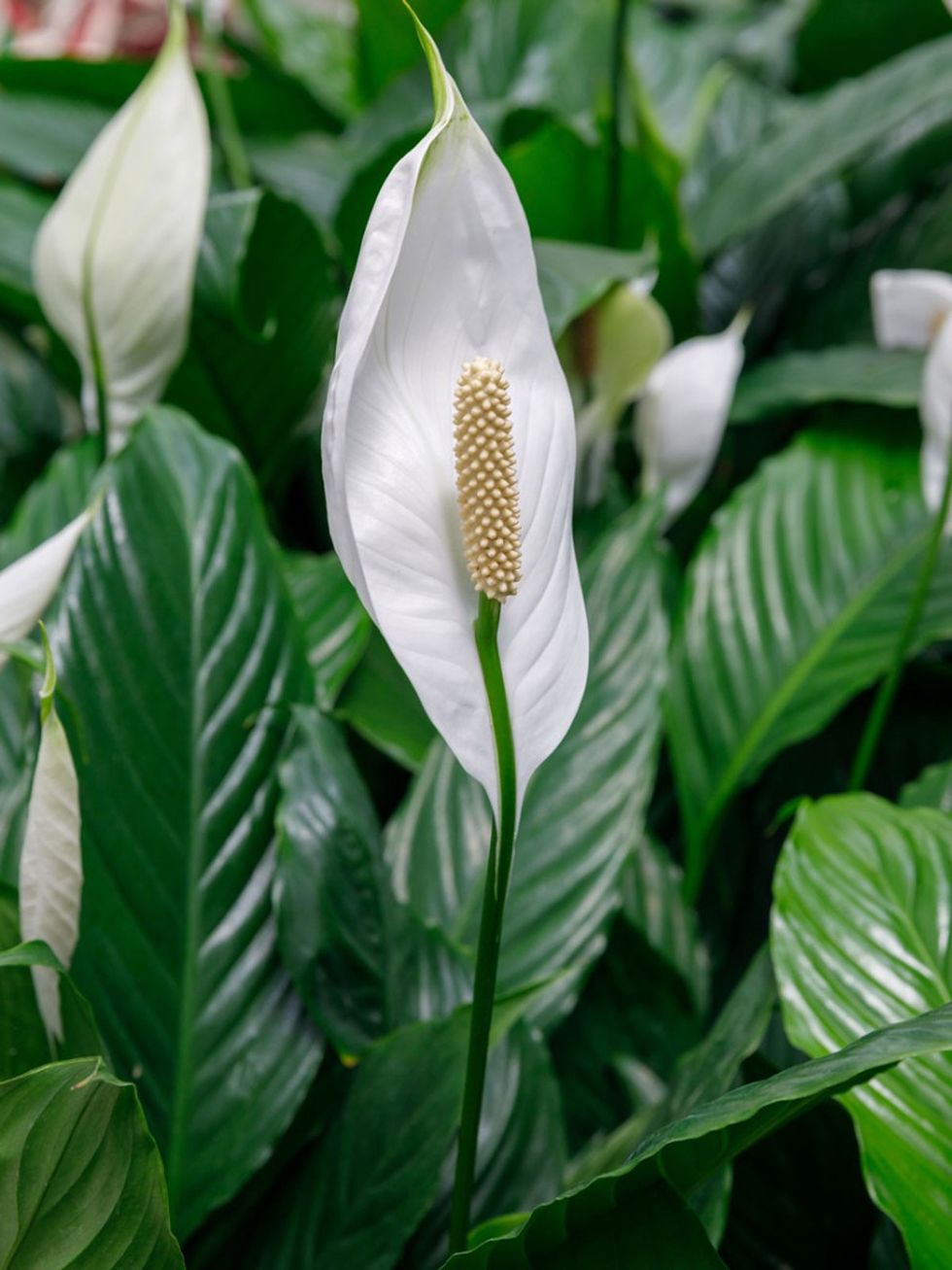 peace lily 1