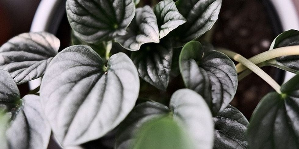 Peperomia plant banner