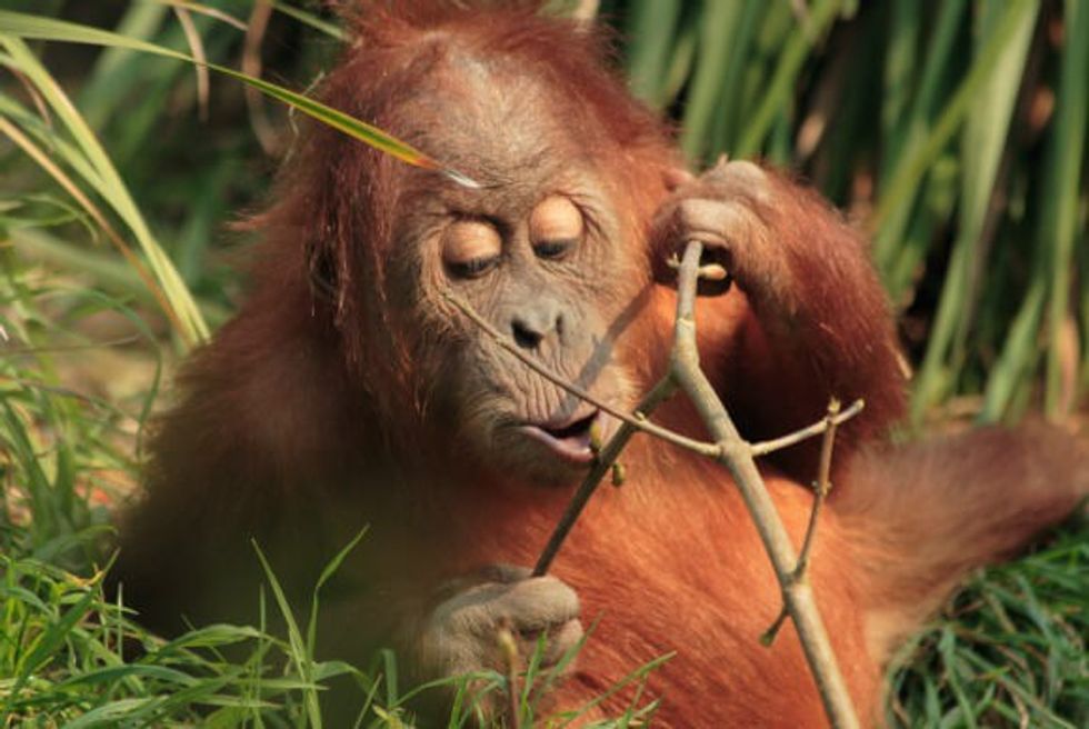 Përdorimi i veglave