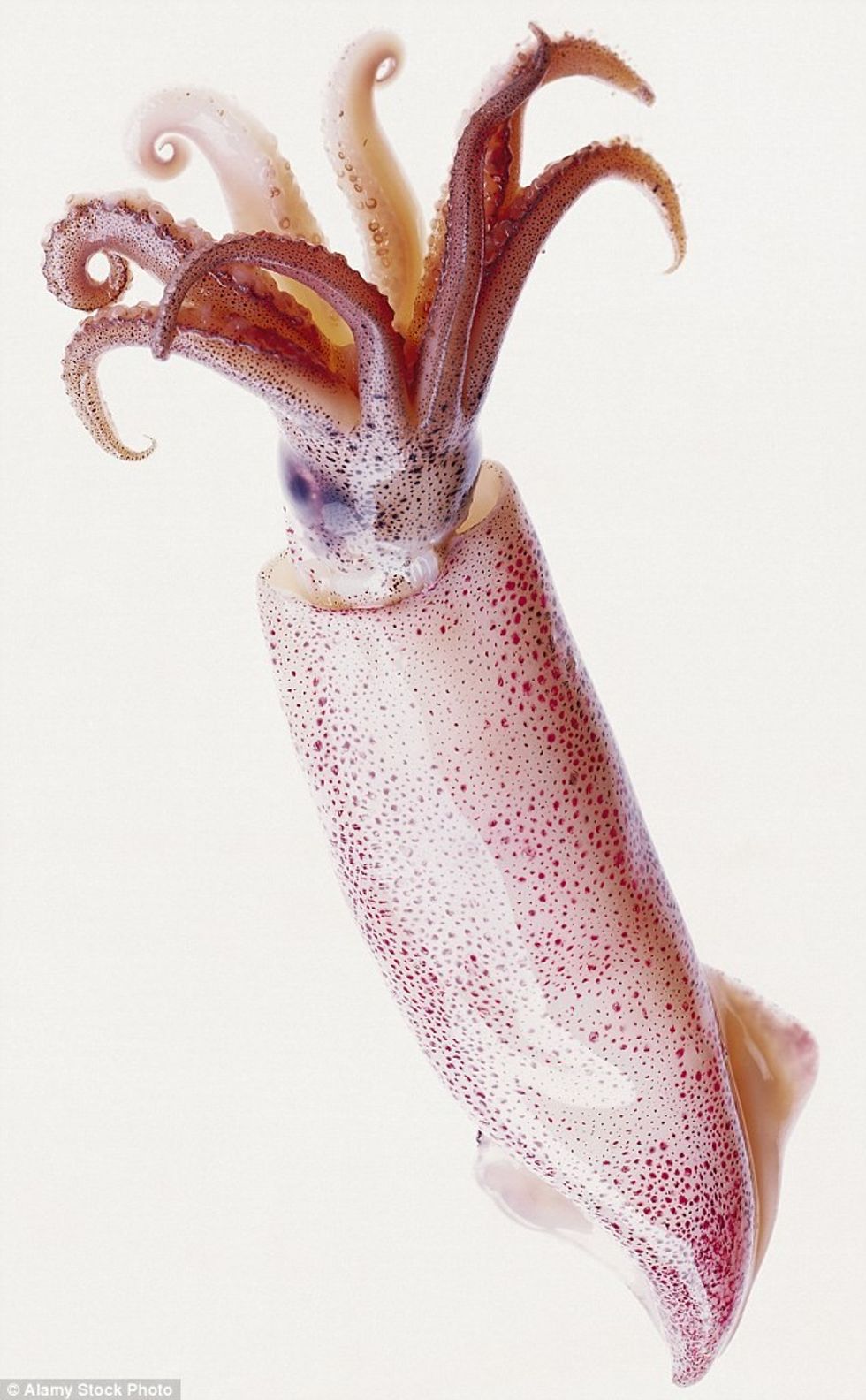 Përgatitjet e pazakonta të ushqimeve që kurrë nuk keni menduar se ekzistojnë foto 4