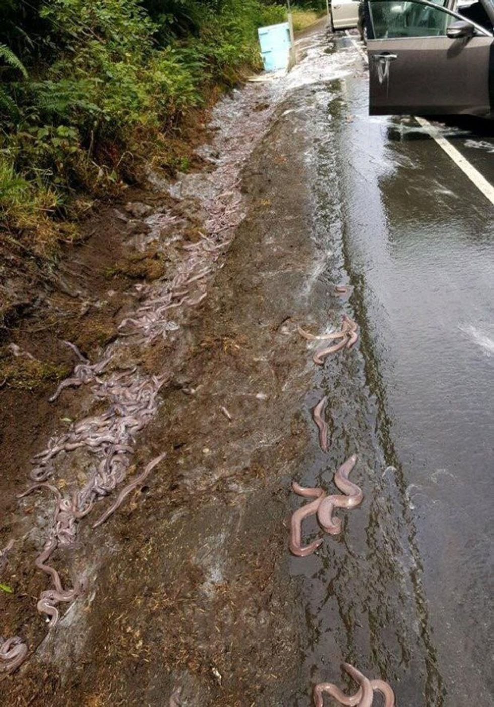Përplaset kamioni mbi tre tonelata ngjala zbrazen ne rruge foto 5