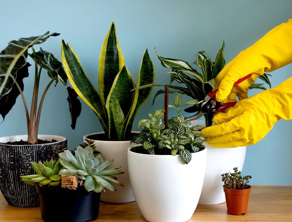 person working on houseplants including snake plant