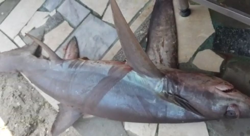 peshkaqen bishtdhelper