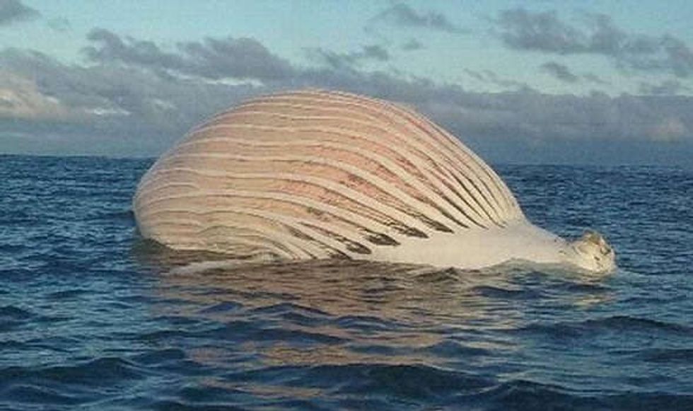 Peshkatari gjeti perbindeshin jashtetokesor duke levizur ne det foto 3