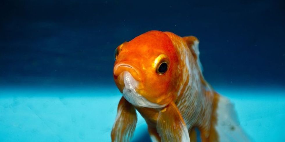 Peshku i artë si kanakar shtëpiak