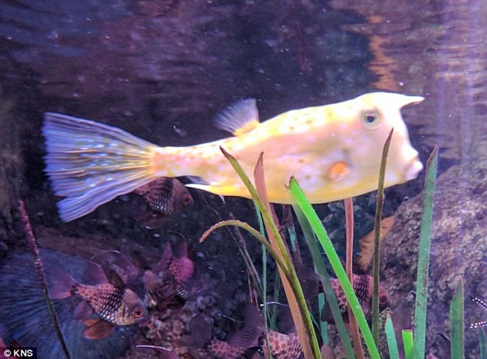 Peshku misterioz që ngjanë shumë me Donald Trump foto 2