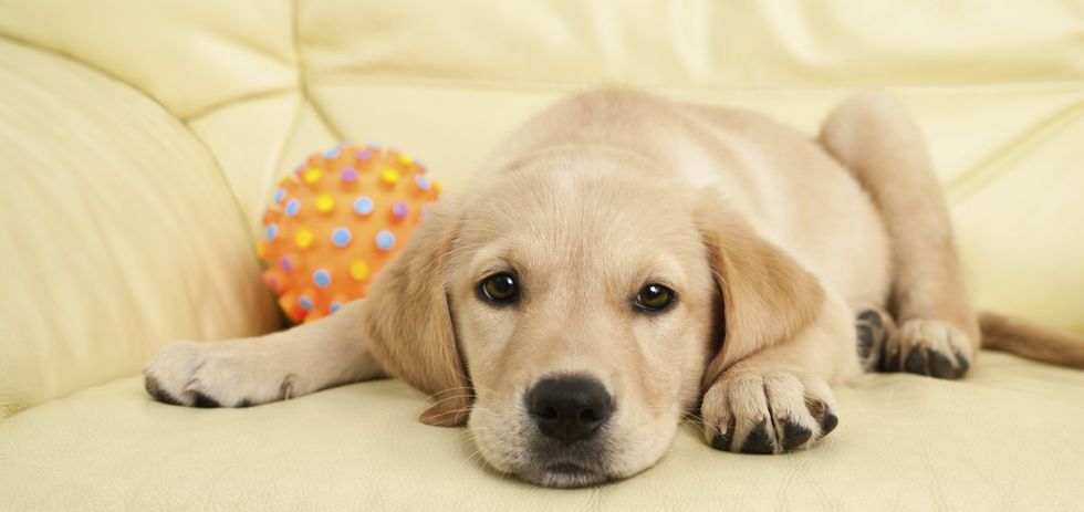 Pet Odor Reval Texas