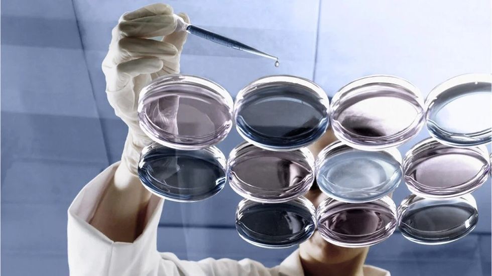 petri dishes 80 year antibiotic header 1