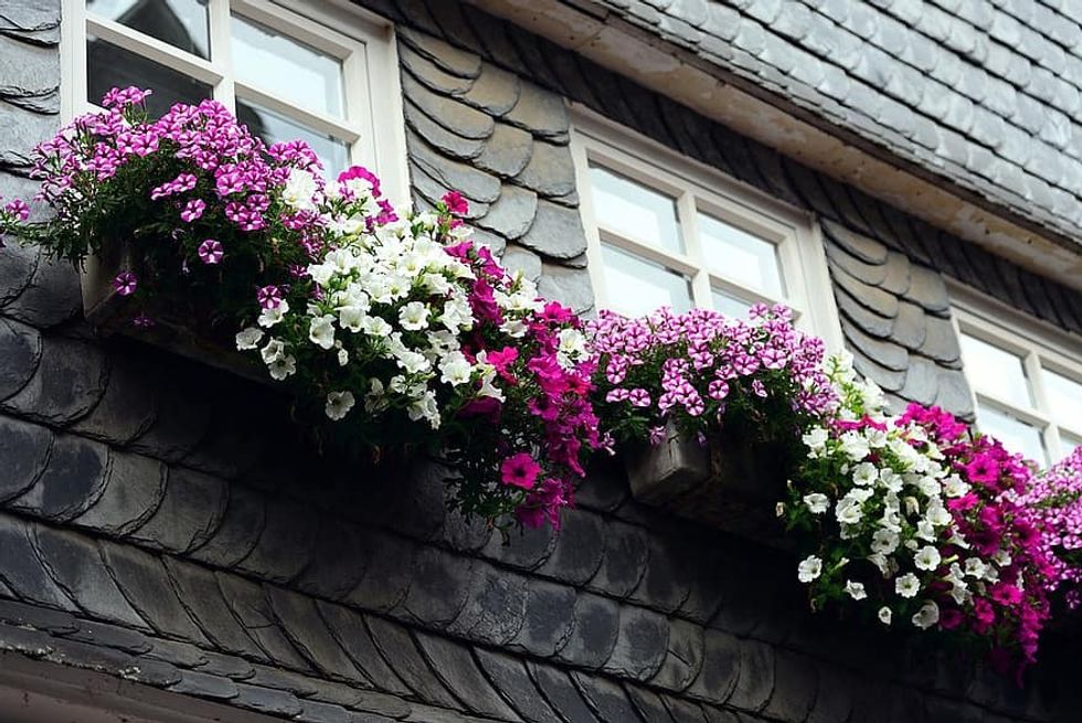 petunia balkonblumen garden petunia flowers summer flowers ornamental plant container plant bloom flower