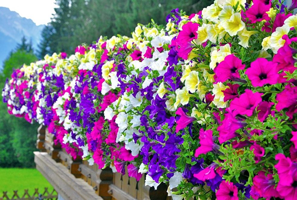 petunias bench 1