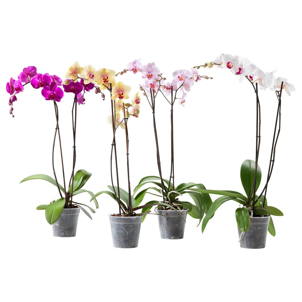 Phalaenopsis 2