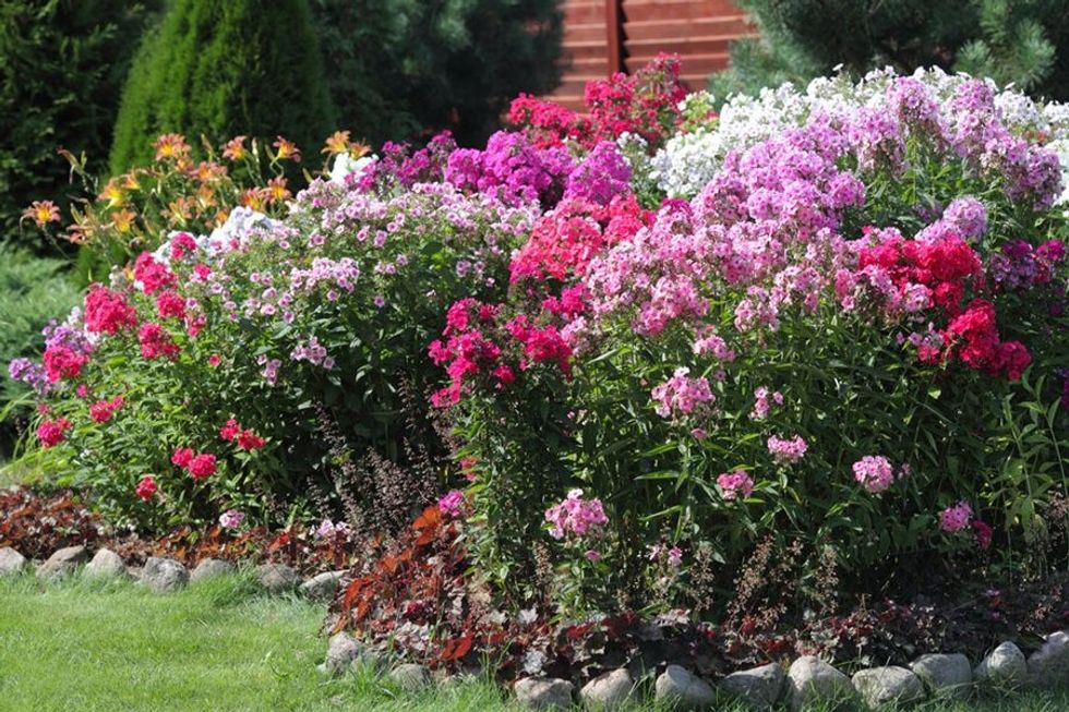 phlox garden flowerbed shutterstock com 12823
