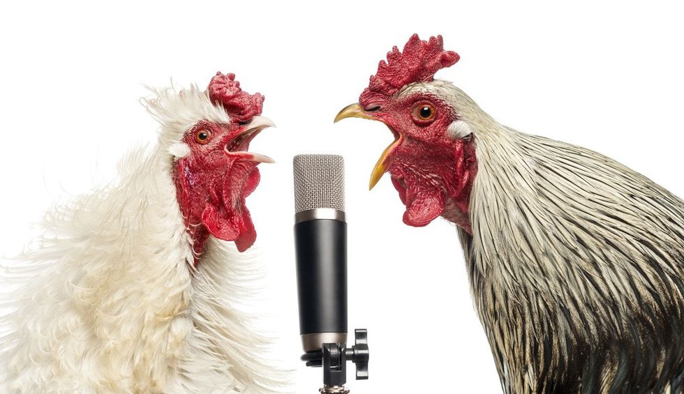 photodune 6131980 two roosters singing at a microphone isolated on white s