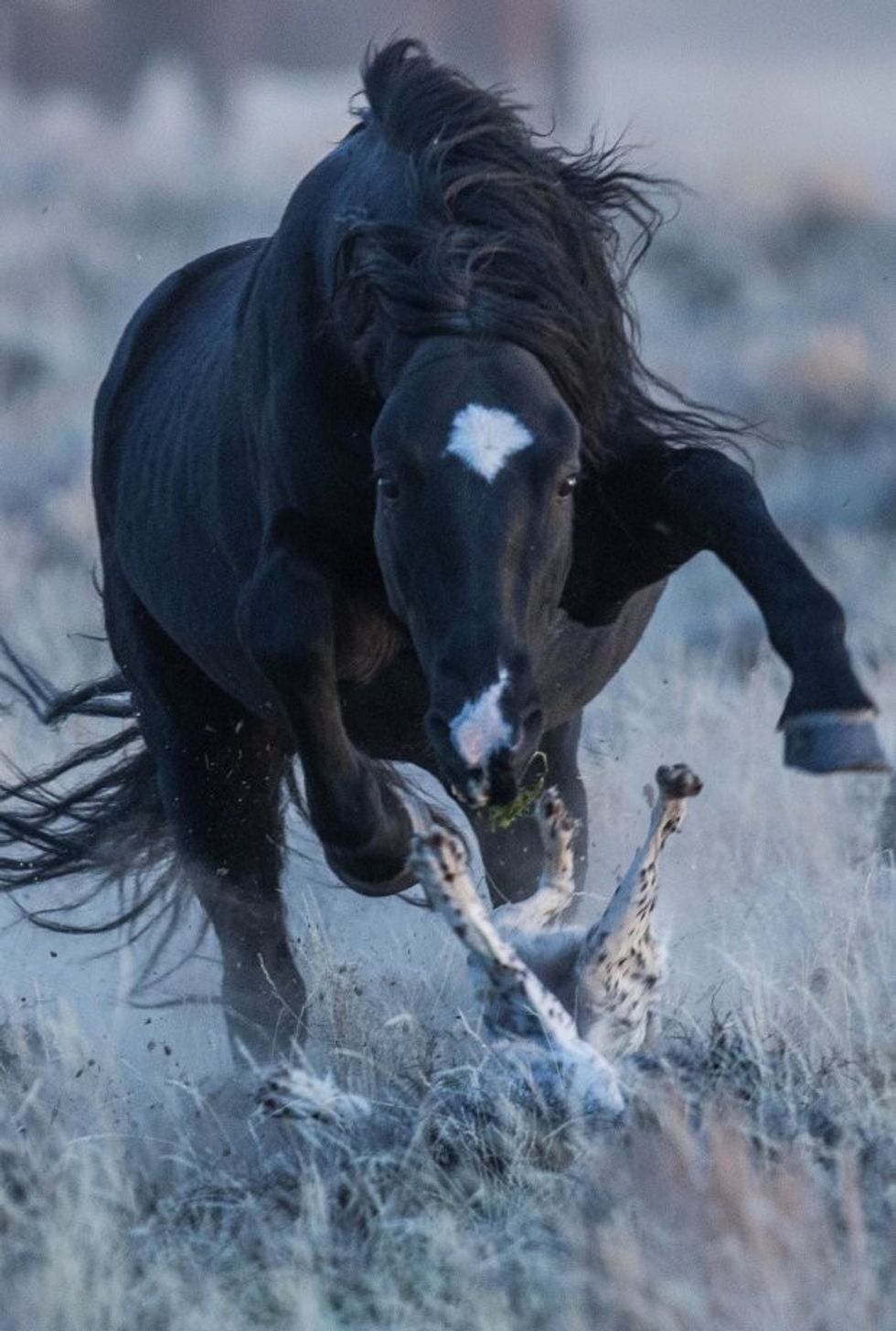 Pic by Rob Palmer/Caters News - (Pictured: Maggie is trampled by the wild stallion.) -Think youve had a ruff day? This poor pooch narrowly escaped death after being chased by a wild stallion. It was a close call for Maggie, an English Setter, who was set upon by the angry horse. The two-year-old pet looked petrified as it ran towards the safety of owner and wildlife photographer, Rob Palmer, 63, who impressively captured the heart-stopping moment. Maggie was helping Robs falcon hunt for sage-grouse in the Red Desert,Wyoming, USA when they stumbled across the herd. Thankfully Maggie was unharmed. SEE CATERS COPY.