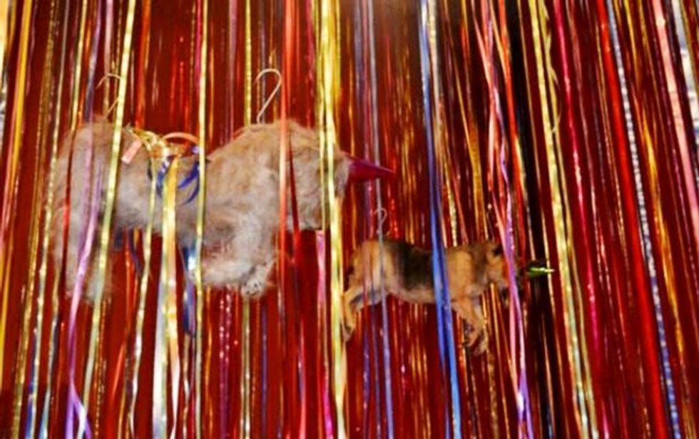 Pic shows: Dead dogs with party cones on their heads are hanging from the ceiling on the exhibition of Jan Fabre in Hermitage Museum in St. Petersburg.nnAnimal lovers have responded with outrage to a controversial exhibition which features dead dogs, cats and rabbits hanging by wires in one of the world's oldest and largest museums.nnSinger-songwriter Elena Vaenga, 39, is leading the opposition to Belgian artist Jan Fabre's exhibition at the world-famous Hermitage Museum in Russia's second city of St Petersburg.nnThe exhbition features paintings by Fabre, 57, along with stuffed animals hanging from ceilings, placed on floors and, in the case of one dead cat, attached to a crucifix.nnThe exhibition has created an outcry in St Petersburg, which is regarded as Russia's cultural capital, with visitors appalled by what they have seen.nnNetizens were so disappointed by the museum¿s administrators for outting on the exhibition that they even created a hashtag