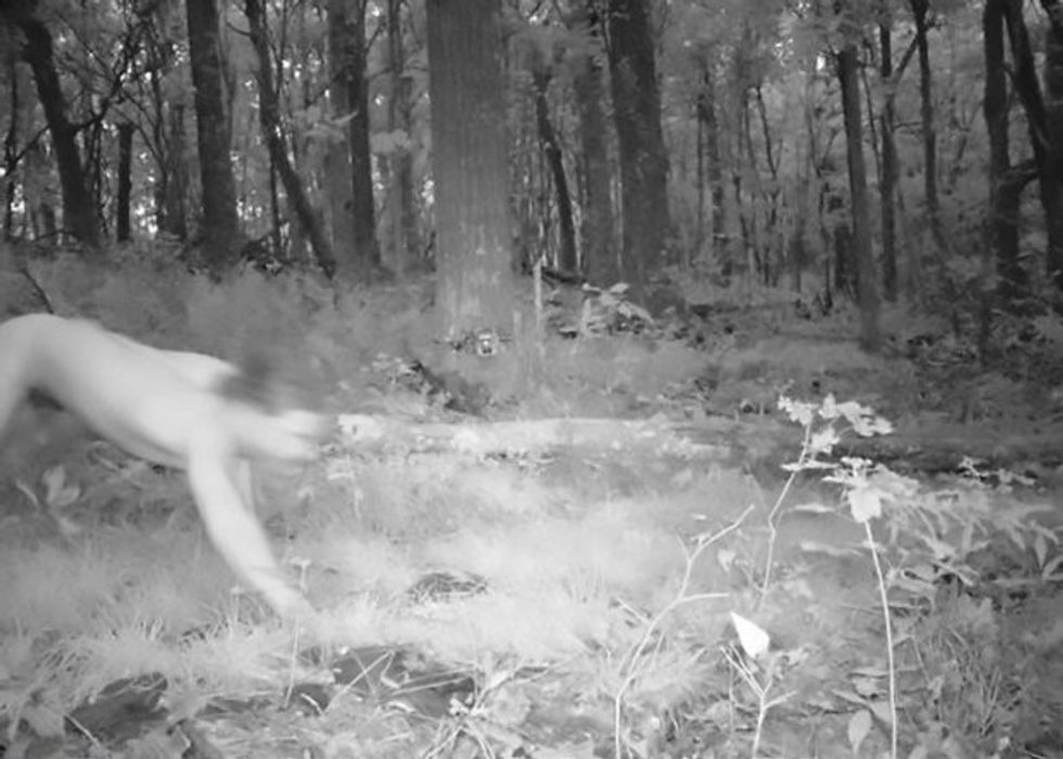 Pic shows: man running like a tiger in the woods;nnA forest phototrap snapped an unexpected kind of wild beast - a naked man high on LSD who thought he was a tiger.nnA Czech man identified only as Marek H. tried to treat his depression by taking LSD, according to reports.nnAfflicted by the drug, he ran off into the Polish forest, stripped naked and discovered his