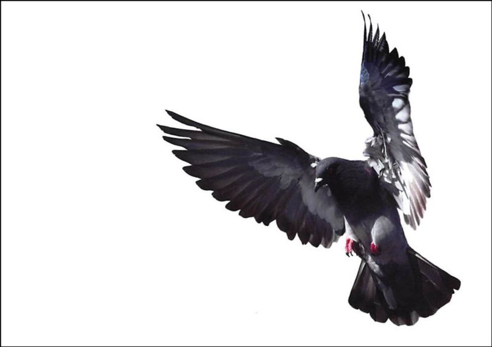 pigeon photo from lawsuit 1