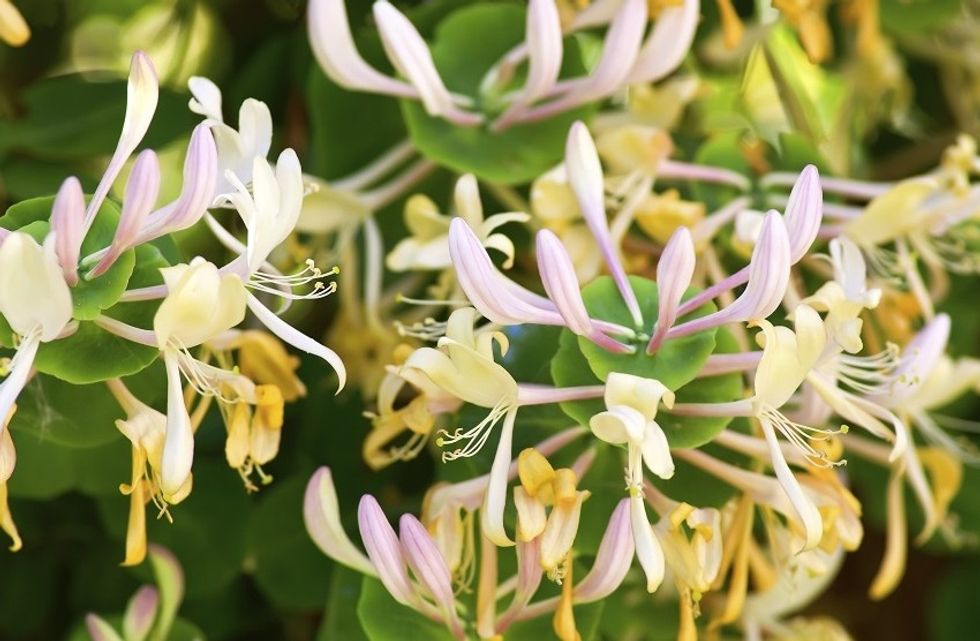 Pikat e Bahut apo gjaku i dhisë